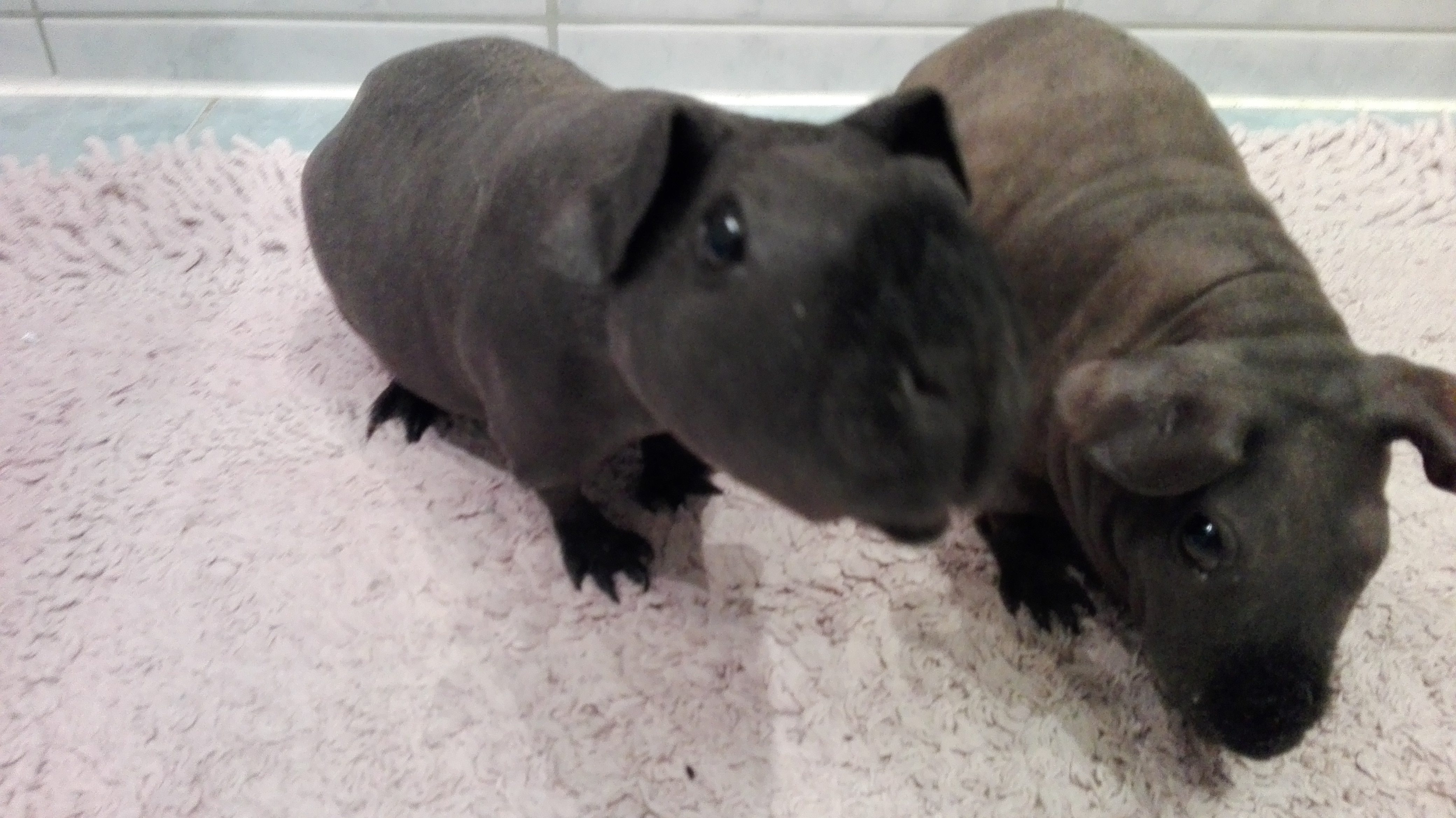 Nae mortka Charline a Chantal