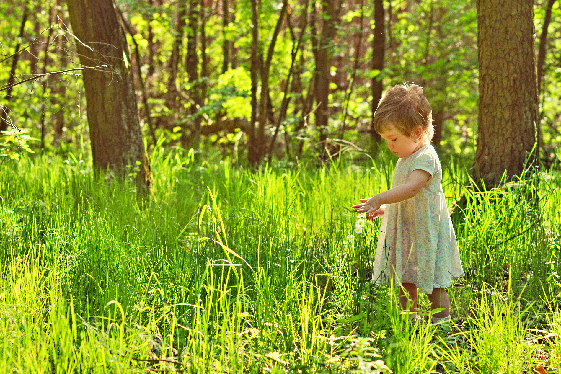 Tajemství letního lesa