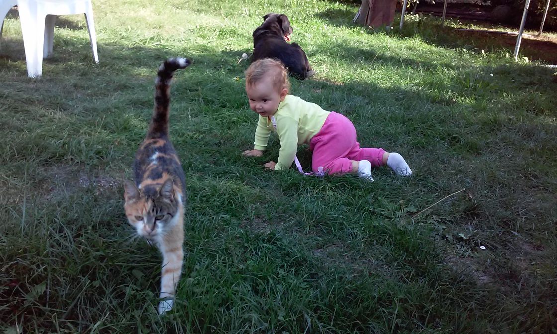 Koka, pes a motorov my :-)