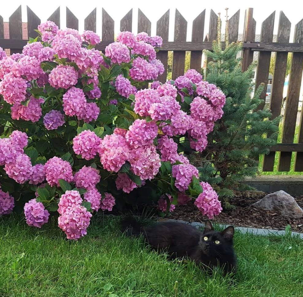 N milovan kocourek Mamka