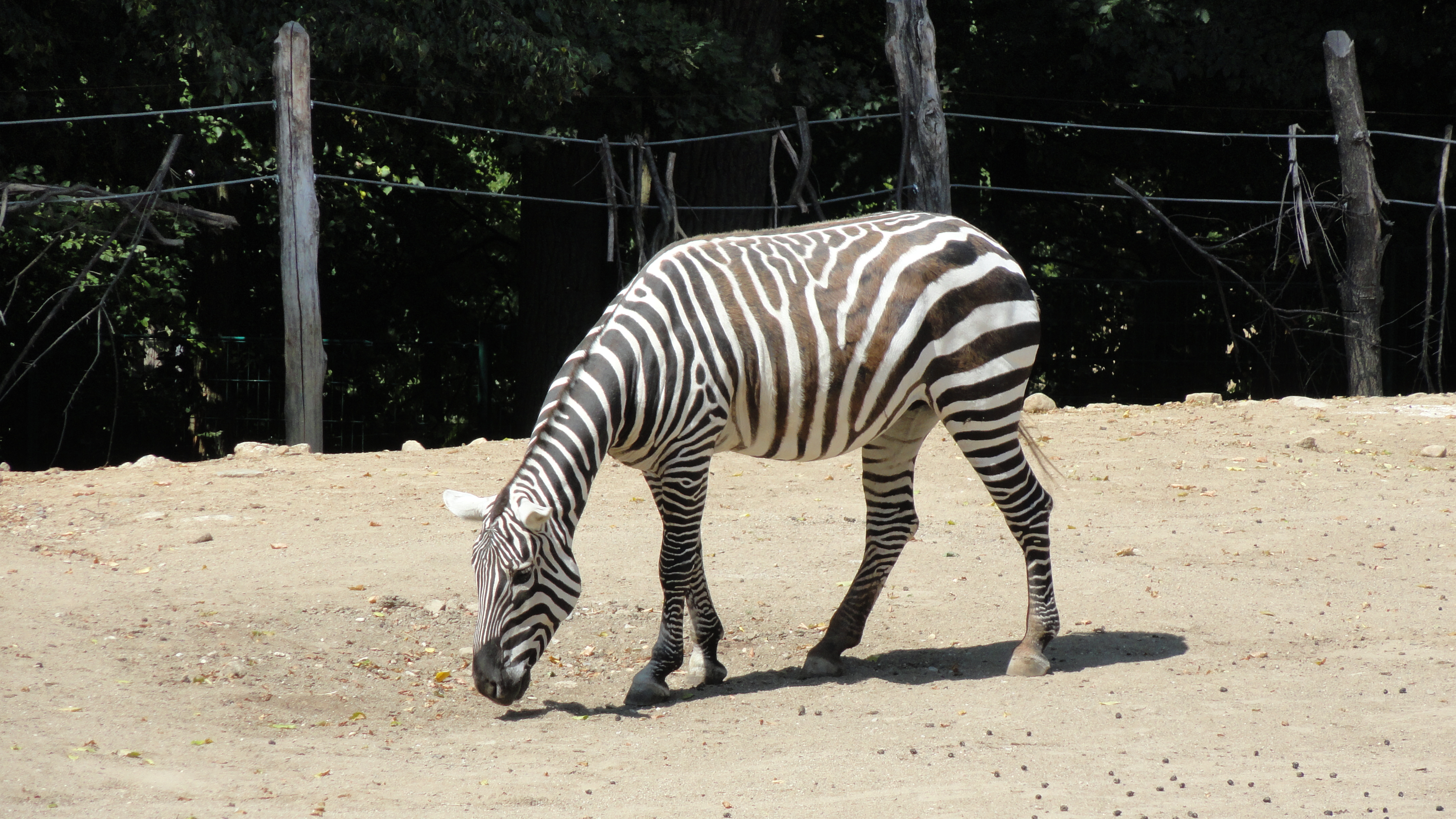 nov model pyama pro leton rok