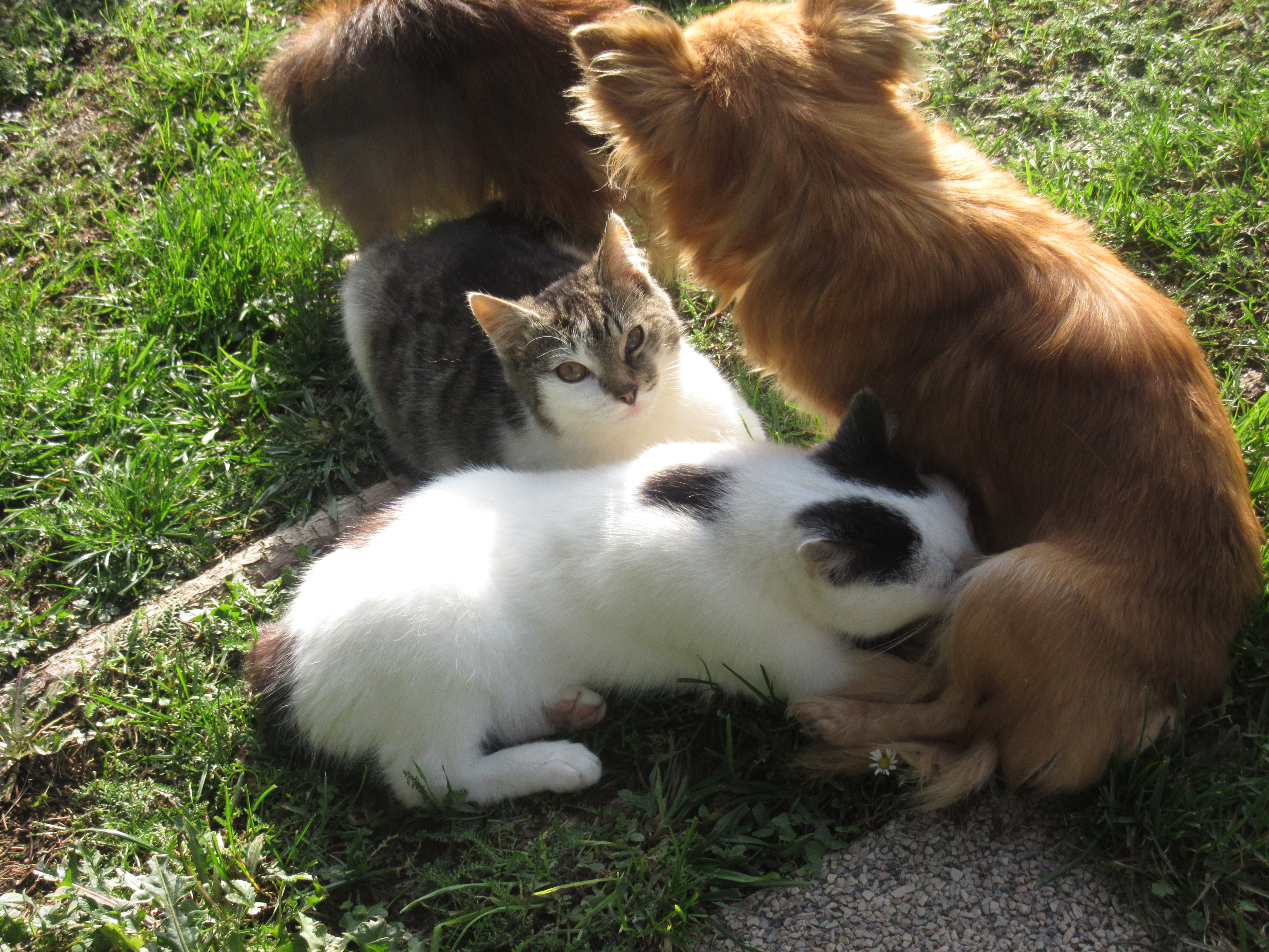 Nae fenka koj i koky