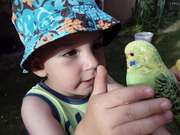 Matysek a papousek Kokos