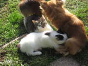 Nae fenka koj i koky